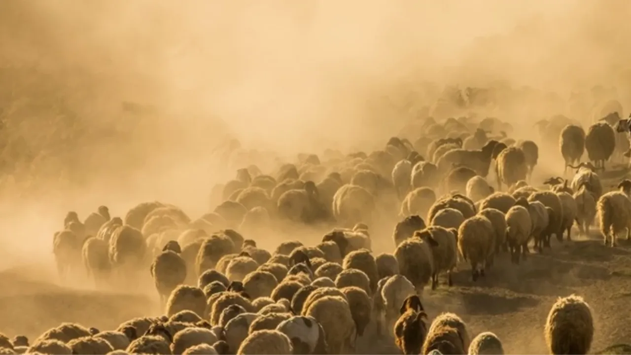 Konya'da sürü sahipleri, 2 koyun ve 1 keçiyi kaybeden çobana kadın kıyafeti giydirip tecavüz etti