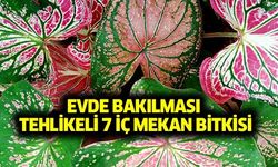 Evde bakılması tehlikeli 7 iç mekan bitkisi