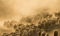 Konya'da sürü sahipleri, 2 koyun ve 1 keçiyi kaybeden çobana kadın kıyafeti giydirip tecavüz etti