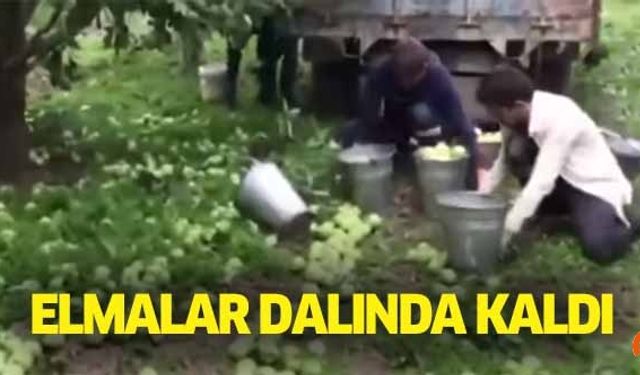 Elmalar dalında kaldı