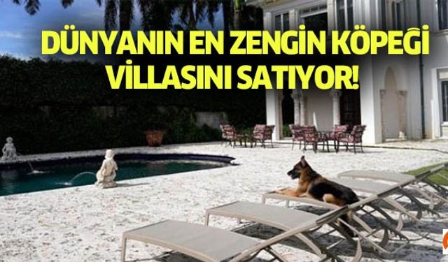 Dünyanın en zengin köpeği villasını satıyor!