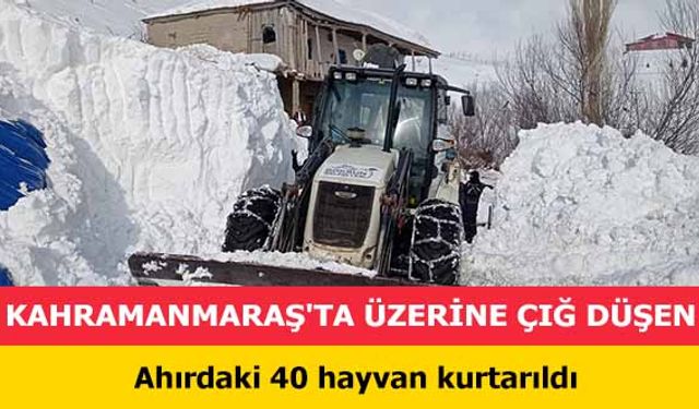 Kahramanmaraş’ta üzerine çığ düşen ahırdaki 40 hayvan kurtarıldı