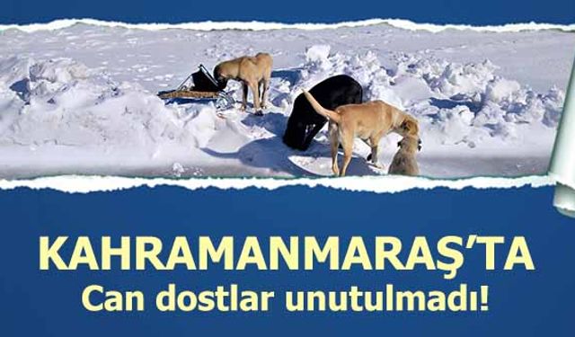 Kahramanmaraş’ta can dostlar unutulmadı