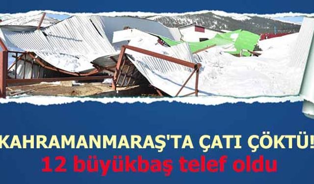 Kahramanmaraş'ta çatı çöktü! 12 büyükbaş telef oldu