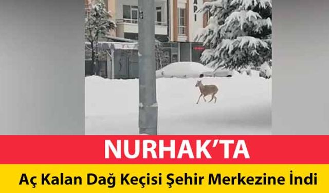 Nurhak’ta aç kalan dağ keçisi şehre indi