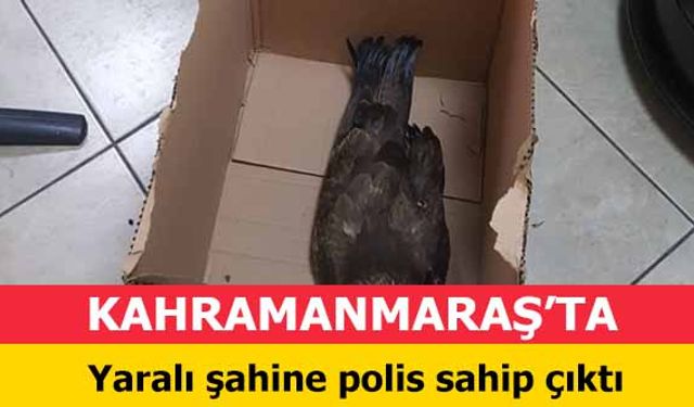 Kahramanmaraş’ta Yaralı şahine polis sahip çıktı 