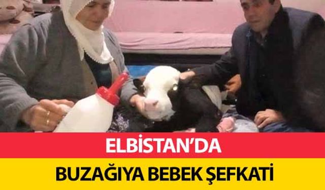 Elbistan’da buzağıya bebek şefkati