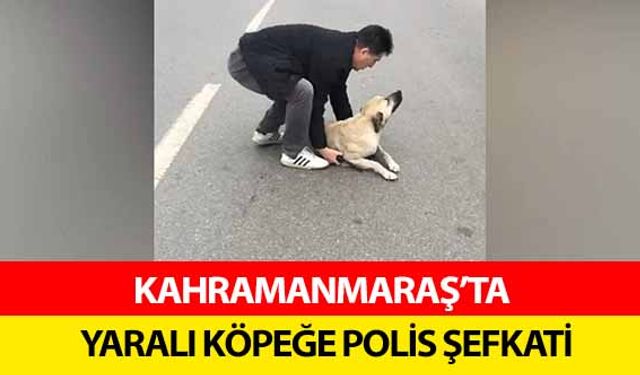 Kahramanmaraş’ta yaralı köpeğe polis şefkati