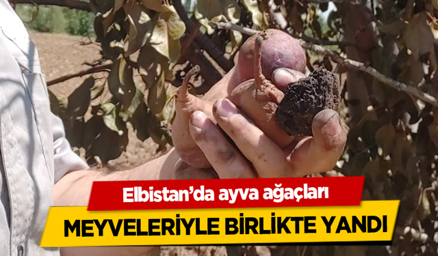 Elbistan’da ayva ağaçları meyveleriyle birlikte yandı