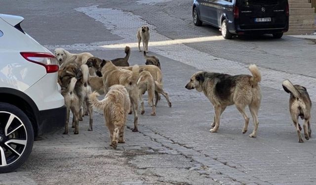 Başıboş köpekler çocuğun ölümüne neden oldu!