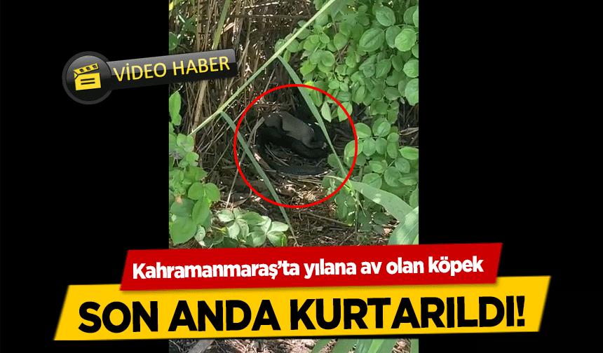 Kahramanmaraş’ta yılana av olan köpek son anda kurtarıldı!