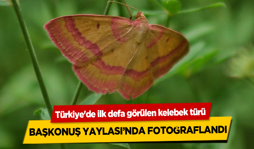 Türkiye'de ilk defa görülen kelebek türü Başkonuş Yaylası’nda fotoğraflandı
