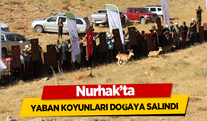 Nurhak’ta yaban koyunları doğaya salındı