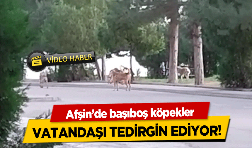 Afşin’de başıboş köpekler vatandaşı tedirgin ediyor!