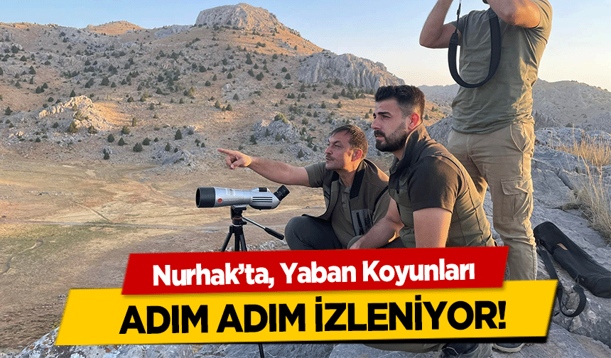 Nurhak’ta, Yaban Koyunları adım adım izleniyor!