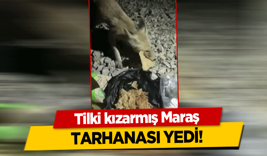 Tilki kızarmış Maraş tarhanası yedi!