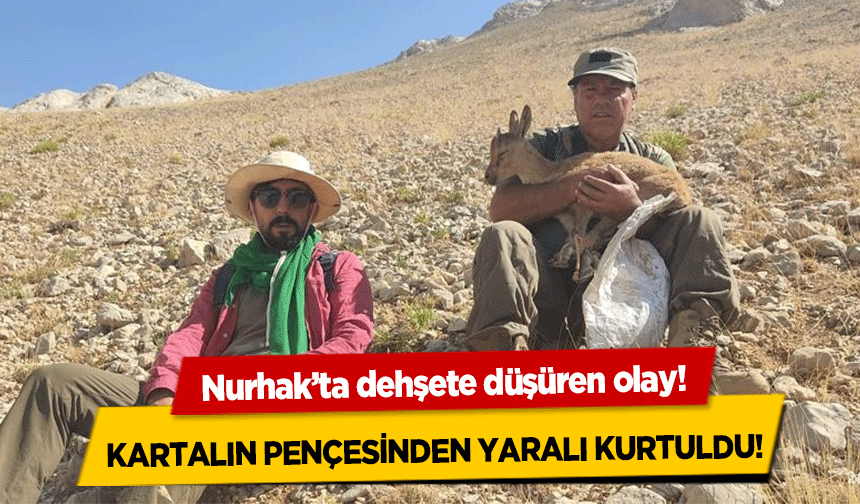 Nurhak’ta dehşete düşüren olay! Kartalın pençesinden yaralı kurtuldu!