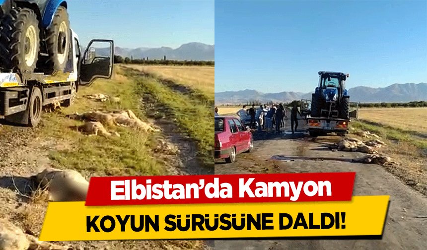 Elbistan’da Kamyon, koyun sürüsüne daldı!