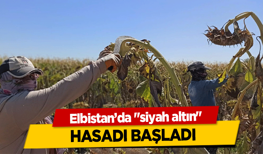 Elbistan’da ‘siyah altın’ hasadı başladı