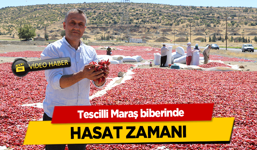 Tescilli Maraş biberinde hasat zamanı