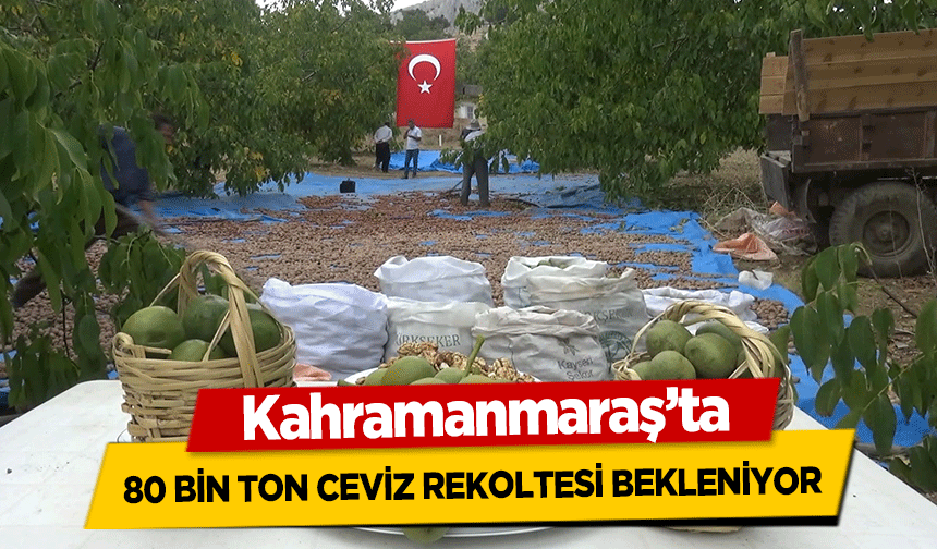 Kahramanmaraş’ta 80 bin ton ceviz rekoltesi bekleniyor