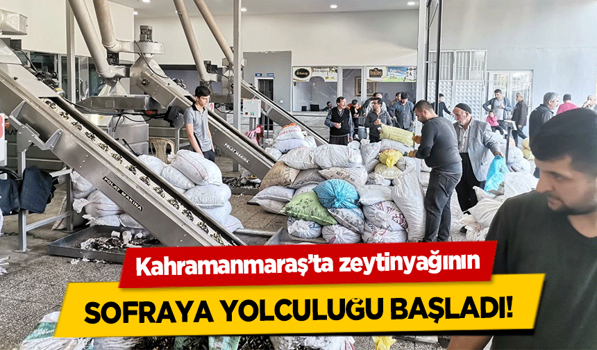 Kahramanmaraş’ta zeytinyağının sofraya yolculuğu başladı!