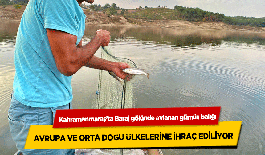 Kahramanmaraş’ta Baraj gölünde avlanan gümüş balığı, Avrupa ve Orta doğu ülkelerine ihraç ediliyor