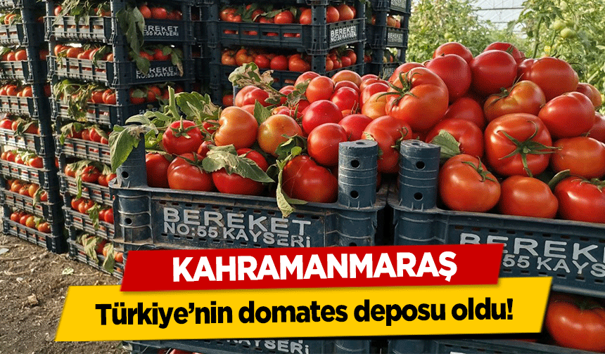 Kahramanmaraş Türkiye’nin domates deposu oldu!