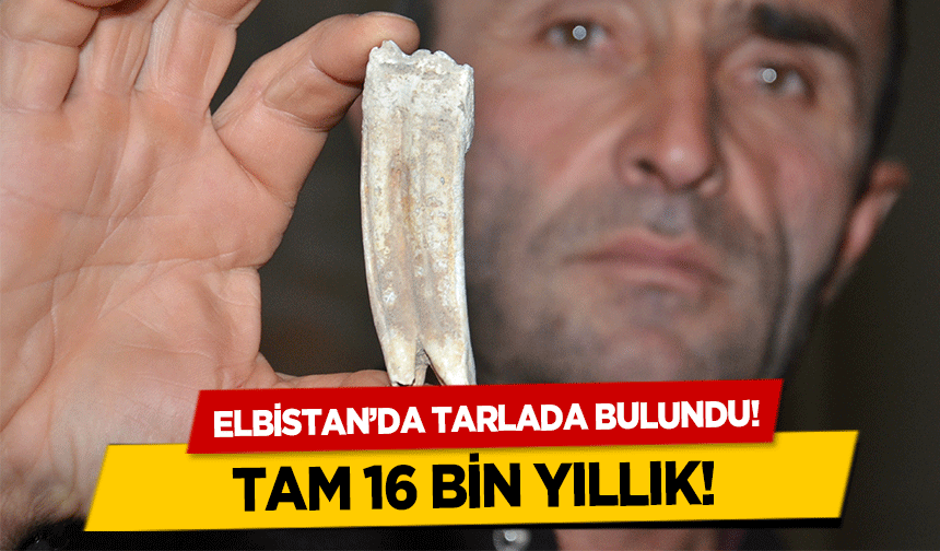 Elbistanlı vatandaş tarladan 16 milyon yıllık diş buldu!