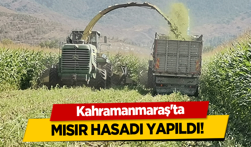 Kahramanmaraş’ta mısır hasadı yapıldı!